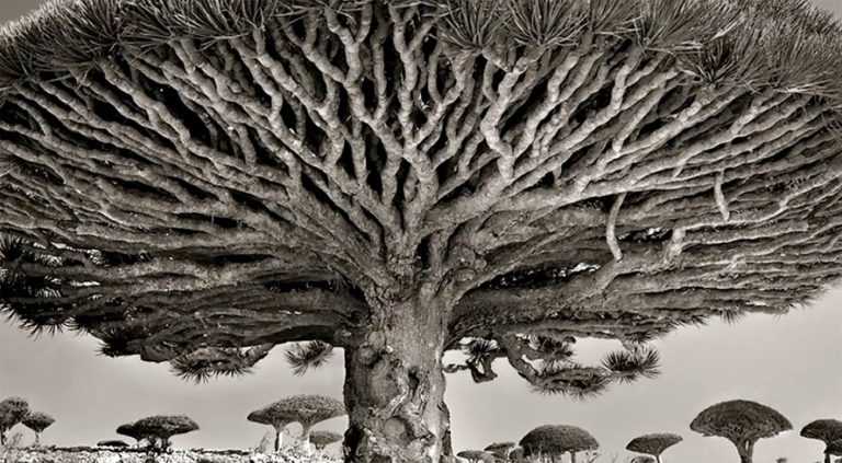 Beth Moon : le monde des vieux arbres