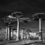 Beth Moon - Ancient trees: portrait of time