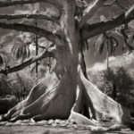 Beth Moon - Ancient trees: portrait of time