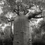 Beth Moon - Ancient trees: portrait of time