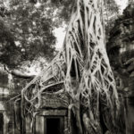Beth Moon - Ancient trees: portrait of time