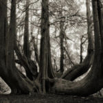Beth Moon - Ancient trees: portrait of time