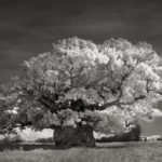 Beth Moon - Ancient trees: portrait of time