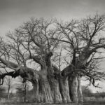 Beth Moon - Ancient trees: portrait of time