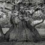 Beth Moon - Ancient trees: portrait of time