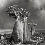Beth Moon - Ancient trees: portrait of time