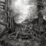 Beth Moon - Ancient trees: portrait of time