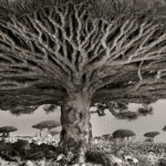 Beth Moon - Ancient trees: portrait of time