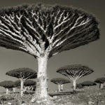 Beth Moon - Ancient trees: portrait of time
